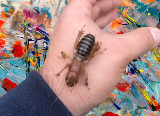 jerusalem cricket