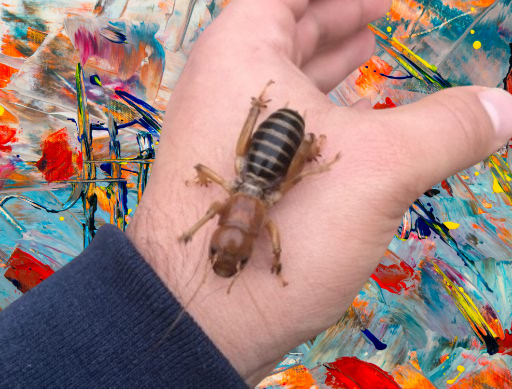 jerusalem cricket